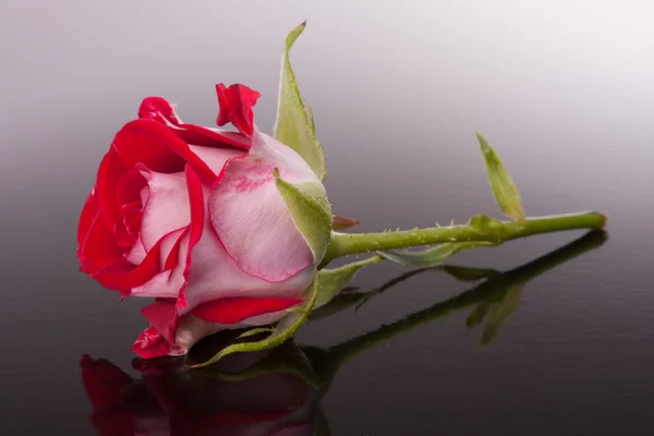 Rose flower with reflection on dark surface still life — Stock Photo, Image