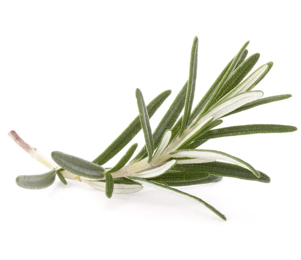 Rosemary herb spice leaves isolated on white background cutout — Stock Photo, Image