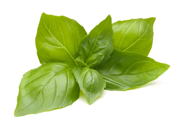 Daun manis Basil — Stok Foto