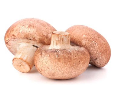 kahverengi champignon mantar