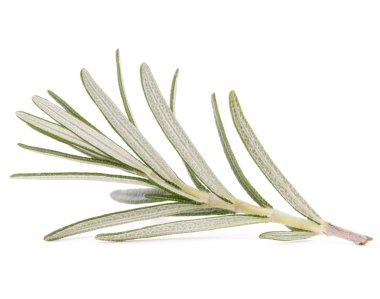 Biberiye bitki baharat yaprakları