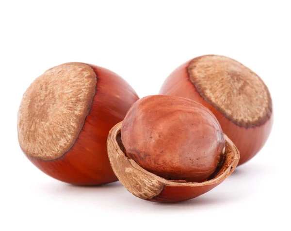 Hazelnut or filbert nut — Stock Photo, Image