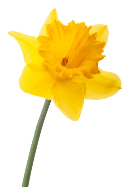 Narcissen bloem of narcissus — Stockfoto