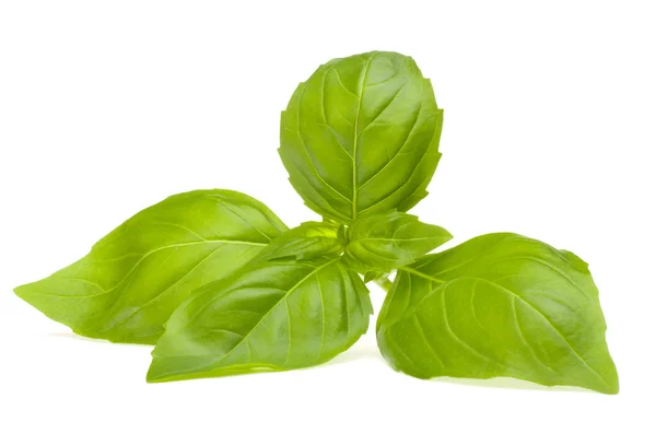Sweet basil leaves — Stock Photo, Image