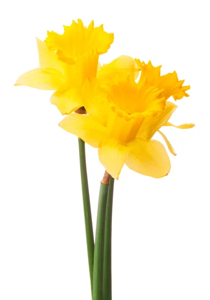 Narcissen bloem of narcissus — Stockfoto