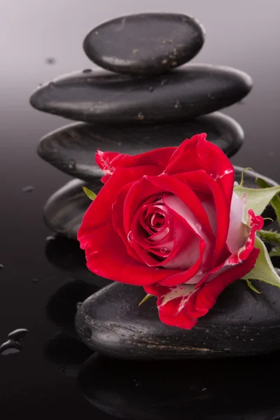 Spa stone and rose flowers — Stock Photo, Image