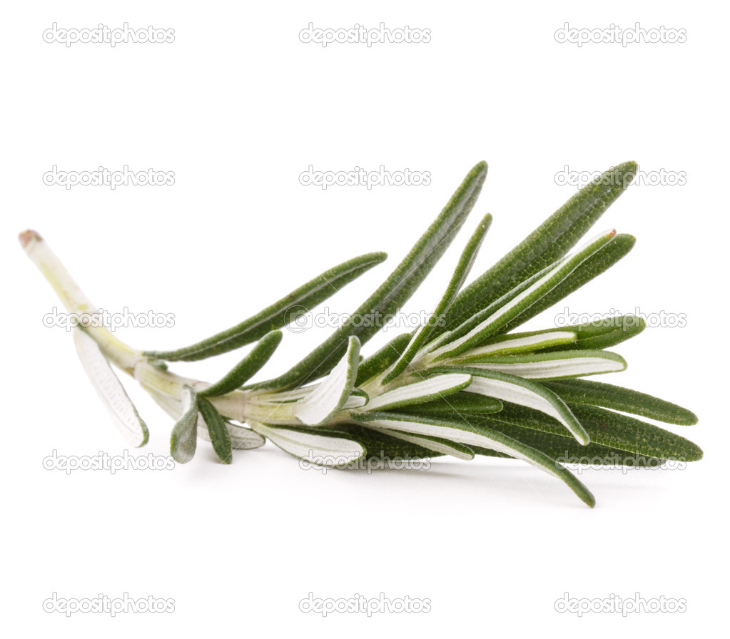 Rosemary herb spice leaves — Stock Photo © natika 46905311