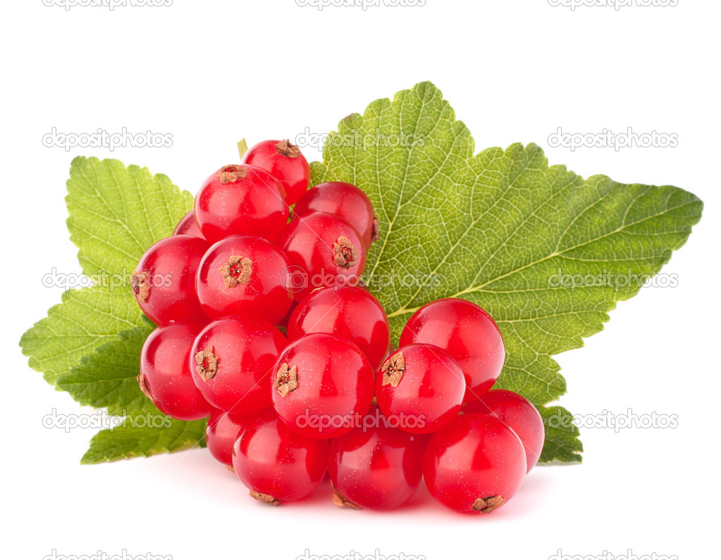 Red currants and green leaves still life 