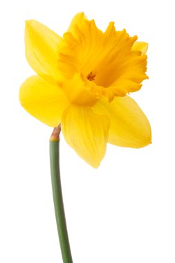 Daffodil flower or narcissus clipart