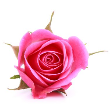 pembe Gül çiçek kafa