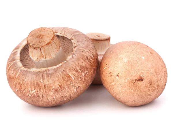 Fungo champignon marrone — Foto Stock