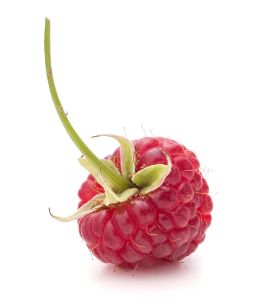 Sweet raspberry — Stock Photo, Image