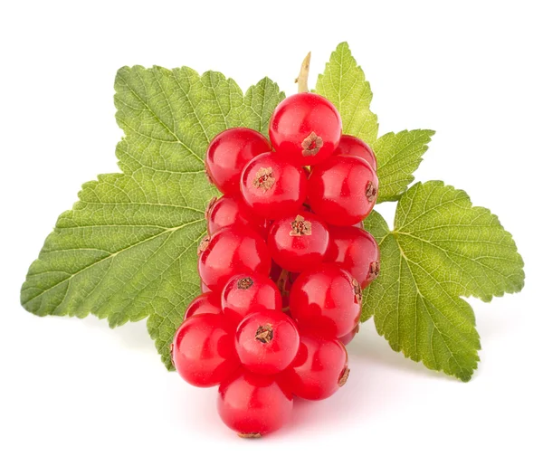 Rote Johannisbeeren und grüne Blätter Stillleben — Stockfoto