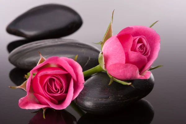 Spa stone and rose flowers still life. Stock Picture