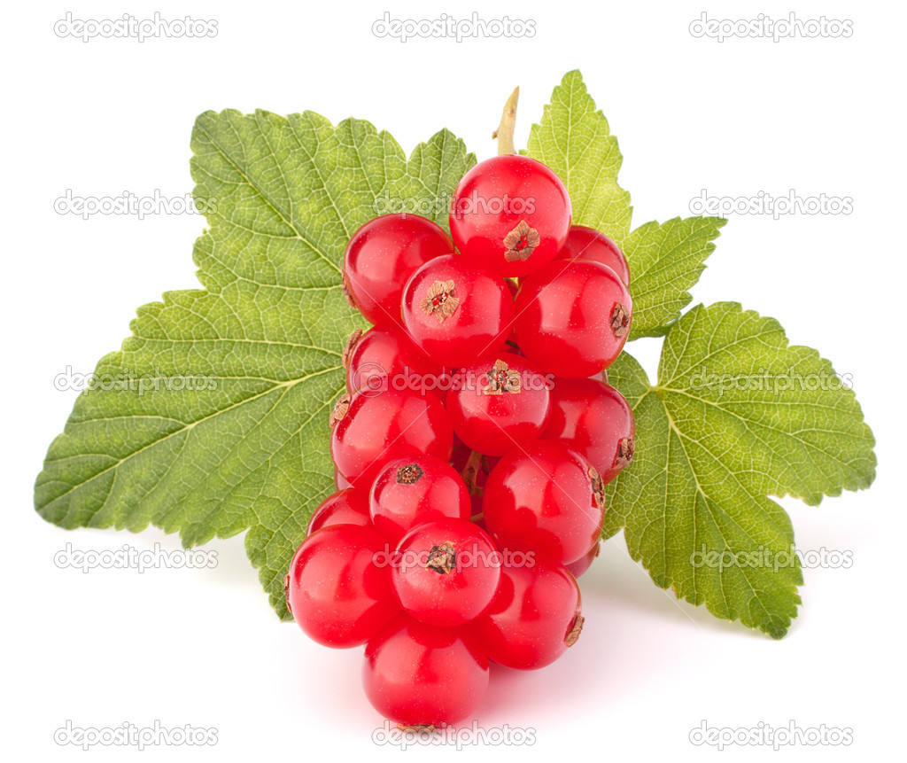 Red currants and green leaves still life 