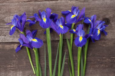 Iris çiçekler