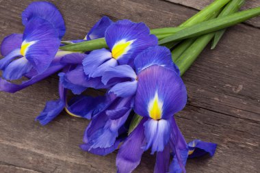 Iris çiçekler