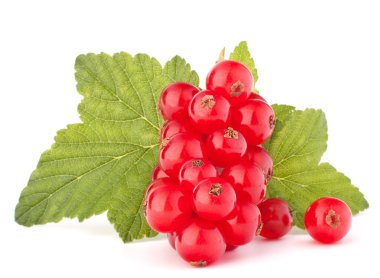 Kırmızı kuş üzümü