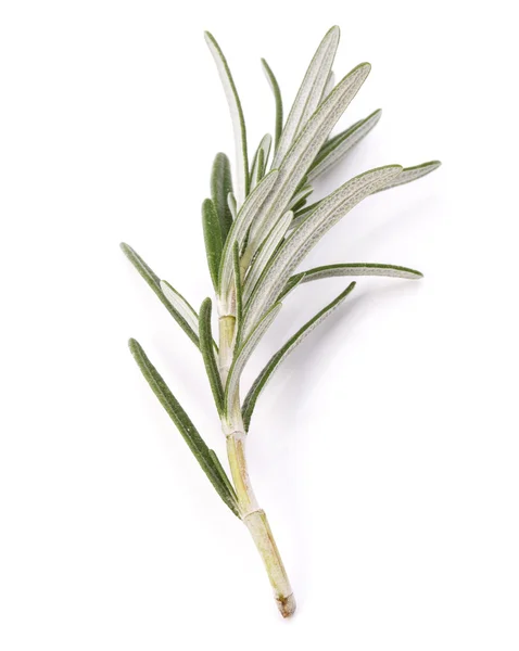 ローズマリーの葉 — ストック写真