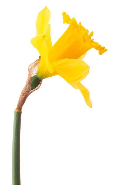 Narzissenblüte — Stockfoto