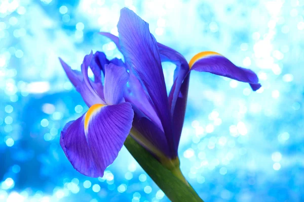 Iris flower — Stock Photo, Image