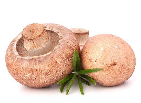 Champignons und Rosmarin — Stockfoto