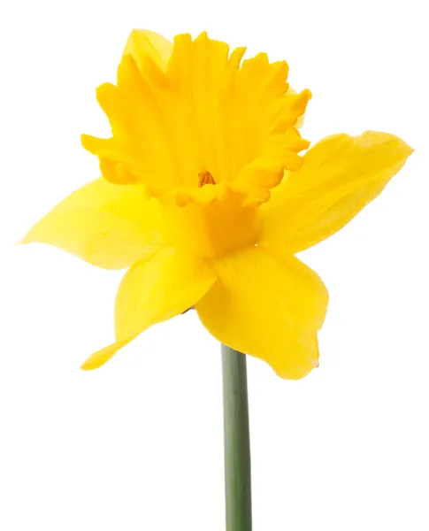 Narcissus kwiat — Zdjęcie stockowe