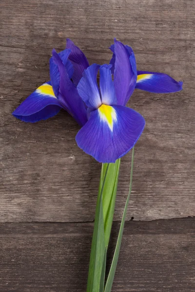 Iris bloem — Stockfoto