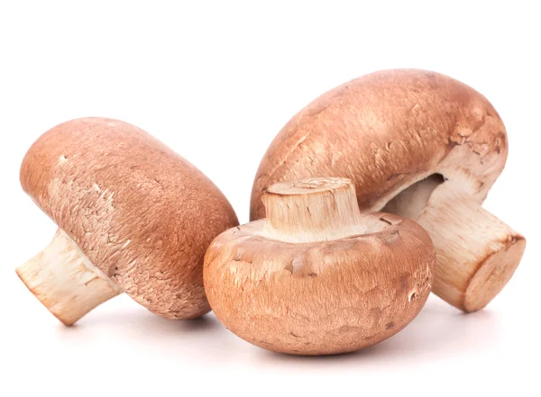 Cogumelo de champignon marrom — Fotografia de Stock