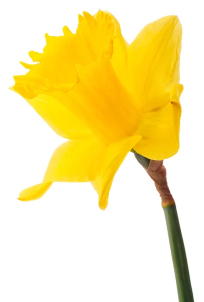 Narcis — Stock fotografie