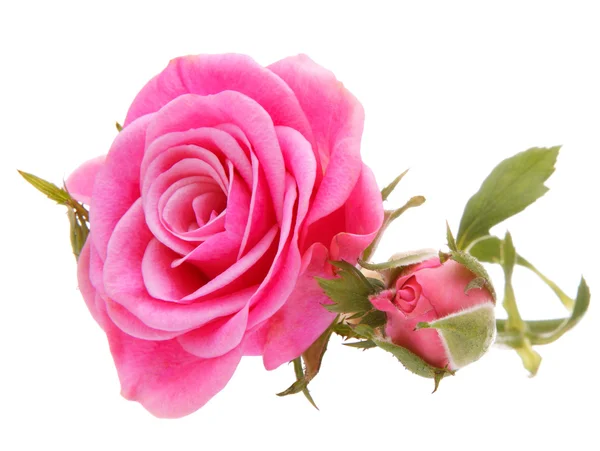 Rosa fiore di rosa — Foto Stock