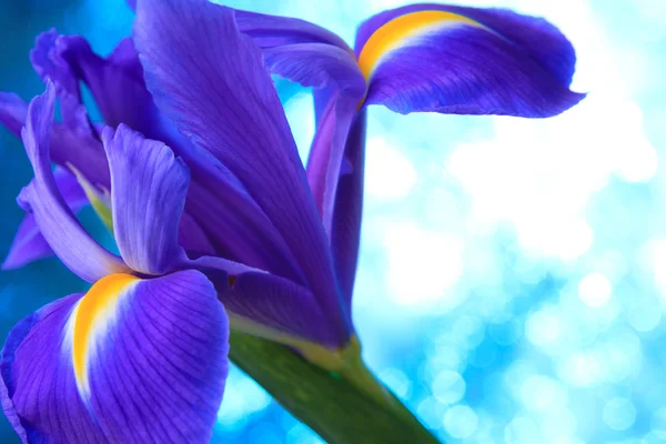 Beautiful blue iris — Stock Photo, Image