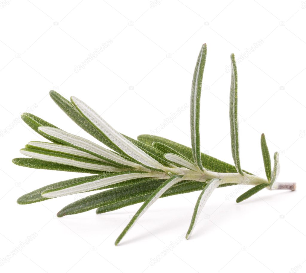 Rosemary herb spice leaves isolated on white background cutout Stock