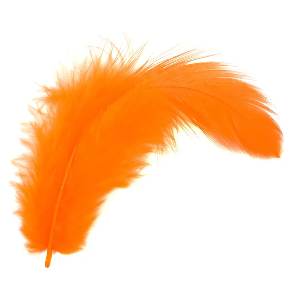 Orange feather isolated on white background cutout — Stock Photo, Image