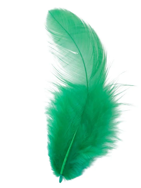 Pluma verde aislada sobre fondo blanco recorte —  Fotos de Stock