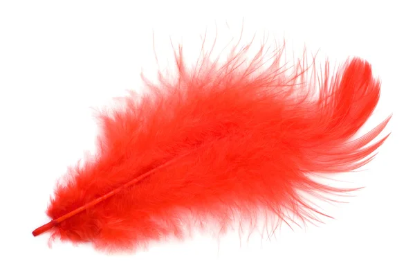 Red feather isolated on white background cutout — Stock Photo, Image