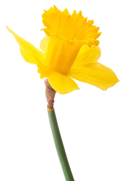 Daffodil bloem of narcissen geïsoleerd op witte achtergrond cutout — Stockfoto