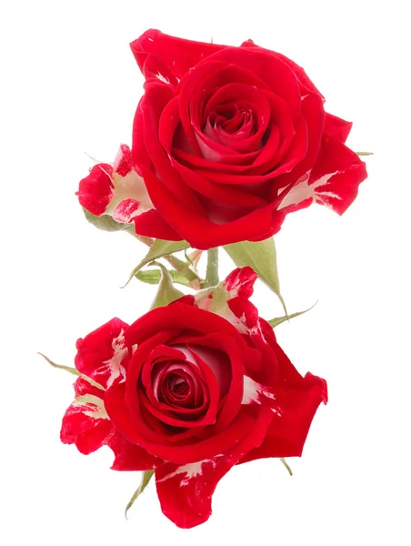 Red rose flower bouquet isolated on white background cutout — Stock Photo, Image