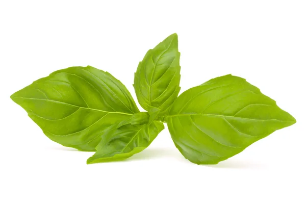 Sweet basil leaves — Stock Photo, Image