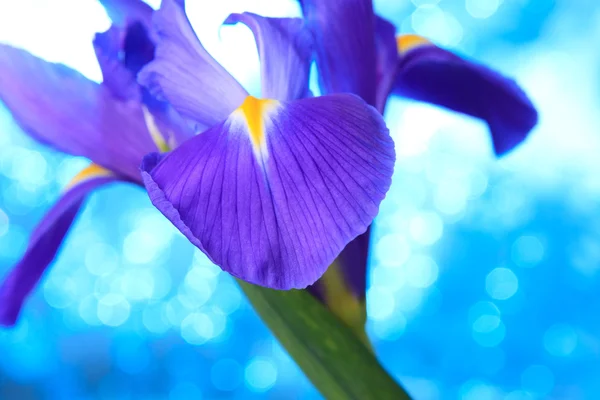 Krásný modrý iris květiny pozadí — Stock fotografie