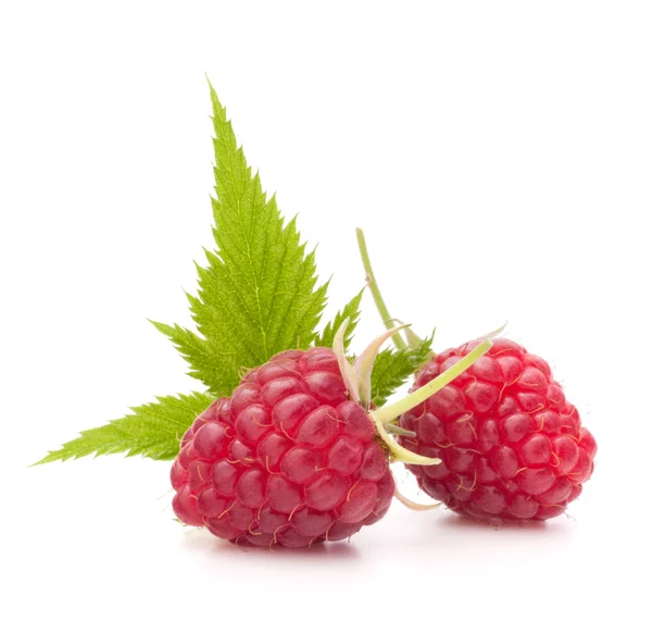 Sweet raspberry isolated on white background cutout — Stock Photo, Image