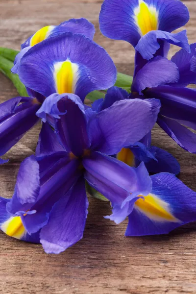 Blueflag eller iris blomma — Stockfoto