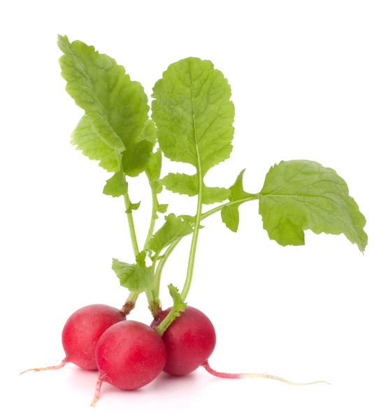 Rábano de jardín pequeño con hojas — Foto de Stock