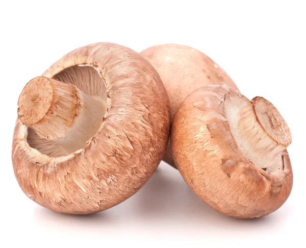 Kahverengi champignon mantar — Stok fotoğraf