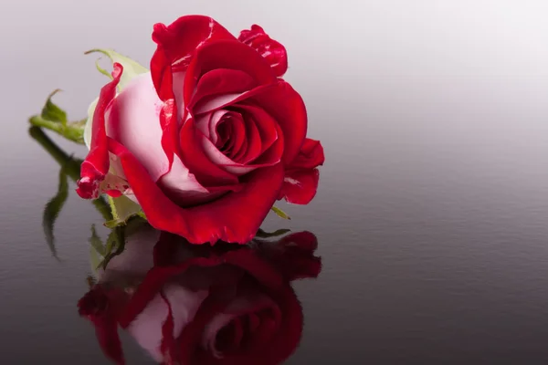 Rose flower with reflection — Stock Photo, Image