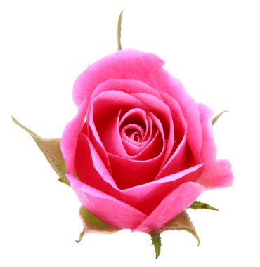 pembe Gül çiçek kafa