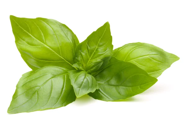 Daun manis Basil — Stok Foto