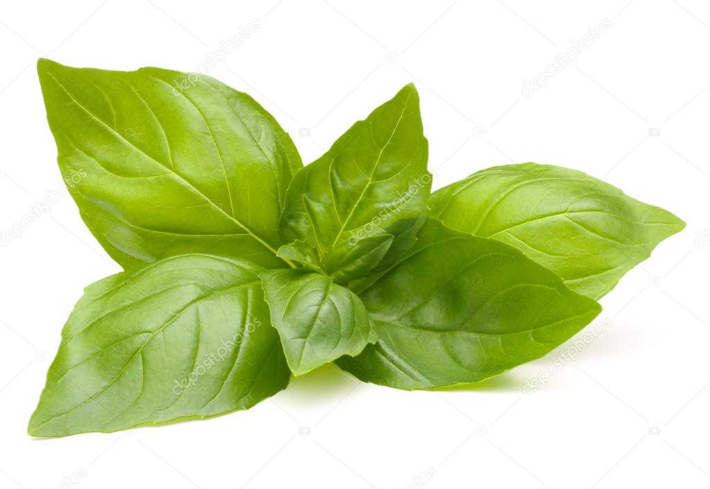 Sweet basil leaves 