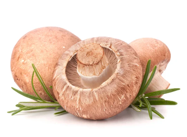 Champignon-Pilze — Stockfoto