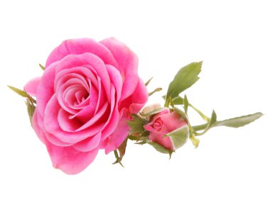 pembe Gül çiçek kafa